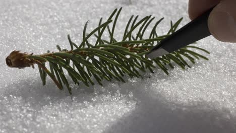 primer plano de la mano de un científico muestreando una hoja de pino en un bosque nevado