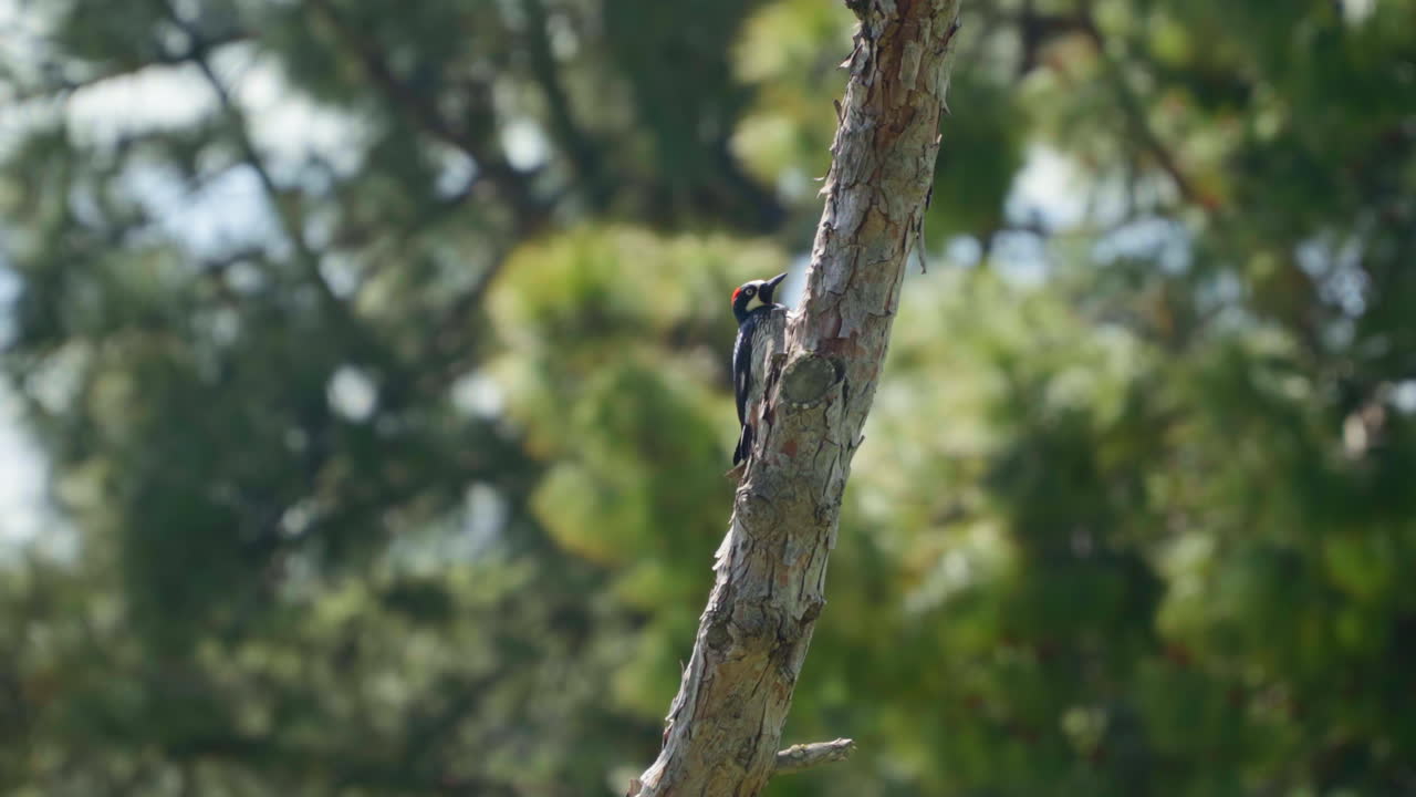 pájaro carpintero posado en el tronco de un árbol en el bosque