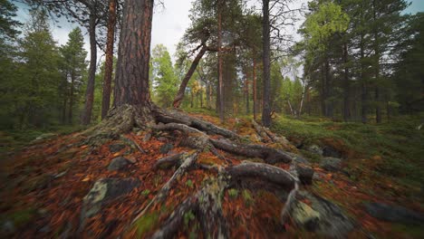 A-walk-on-the-soft-ground-in-the-enchanted-northern-autumn-forest