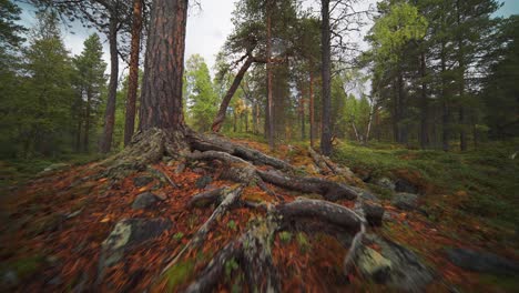 a walk on the soft ground in the enchanted northern autumn forest