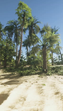 palm trees on a tropical beach