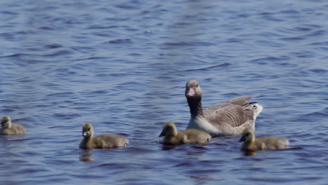 Cerca-De-La-Familia-De-Gansos-De-Ganso-Silvestre-Nadando-En-Un-Lago