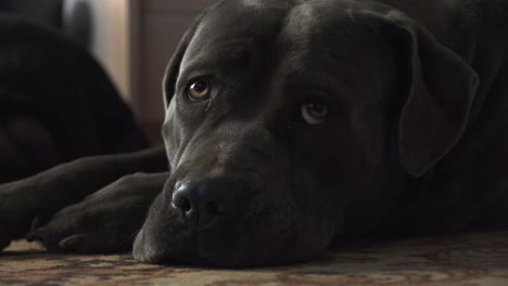 purebred pedigreed cane corso dog lying down and looking around