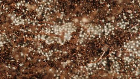 mold growth in soil