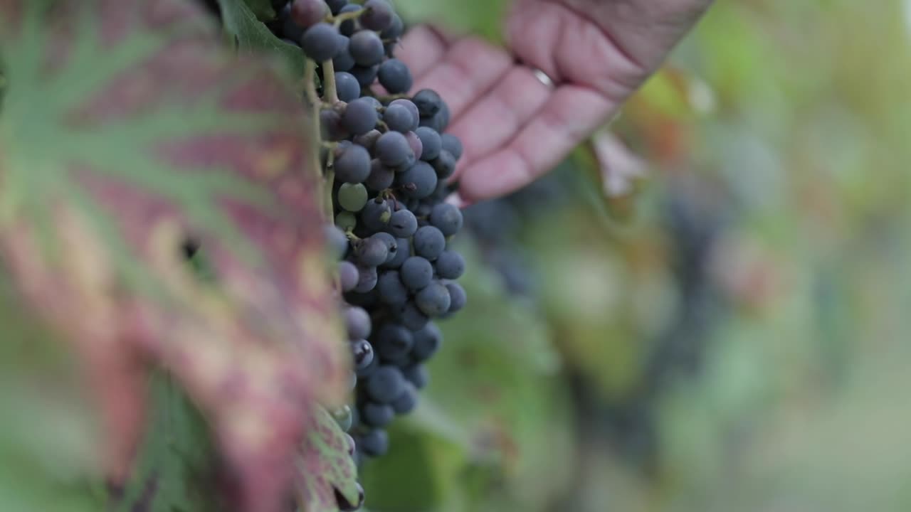 포도나무에 있는 포도원에서 보라색 포도를 검사하는 손의 느린 동작