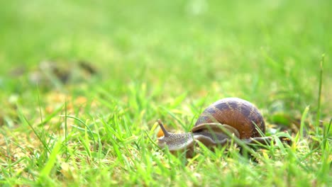 Caracol-De-Jardín-Grande-Deslizándose-Por-El-Jardín