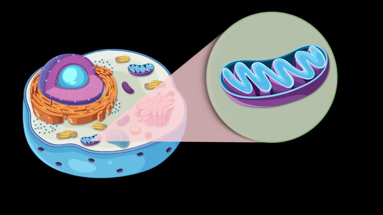 Animation illustrating animal cell structure, highlighting the mitochondrion with detailed transitions and vibrant colors on a black background