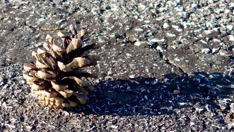 close up shot of conifer cone, pine cone placed on asphalt