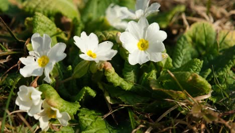 Primer-Plano-De-Primulas-Blancas-Con-Amarillo-En-El-Centro