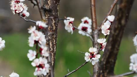 bees pollinating the flowers of a blooming apricot tree