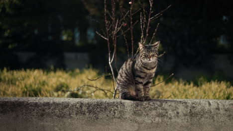 tabby cat in animal shelter