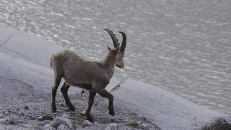 mountain goat by a lake