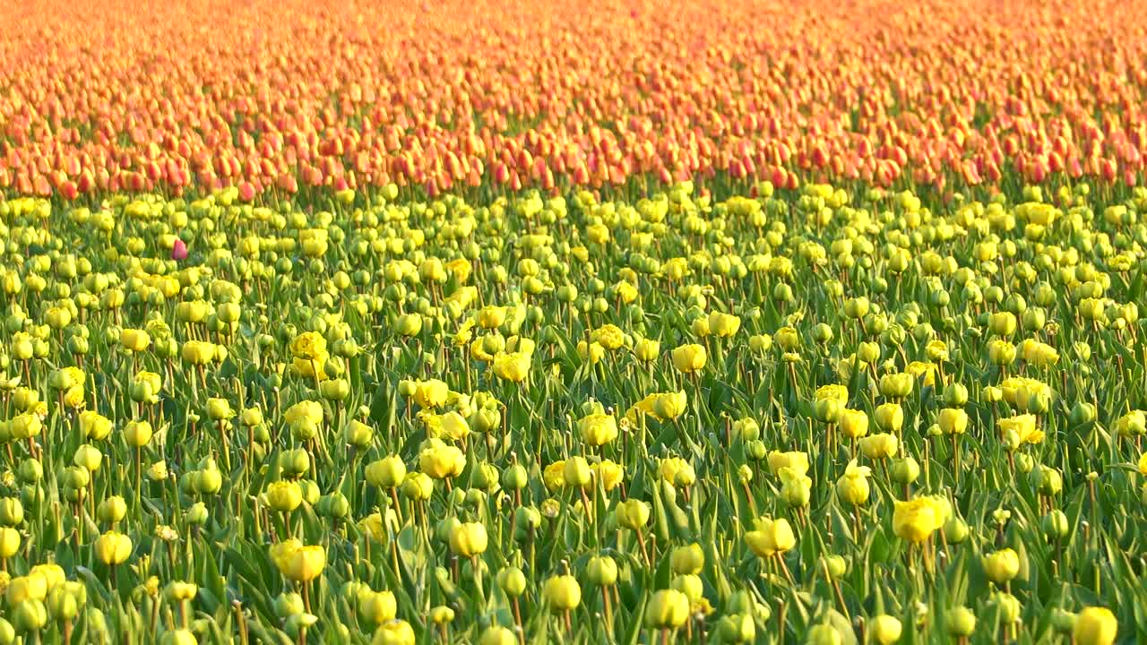 왼쪽에서 오른쪽 슬라이드의 주황색 튤립 배경에 꽃이 만발한 노란색 튤립