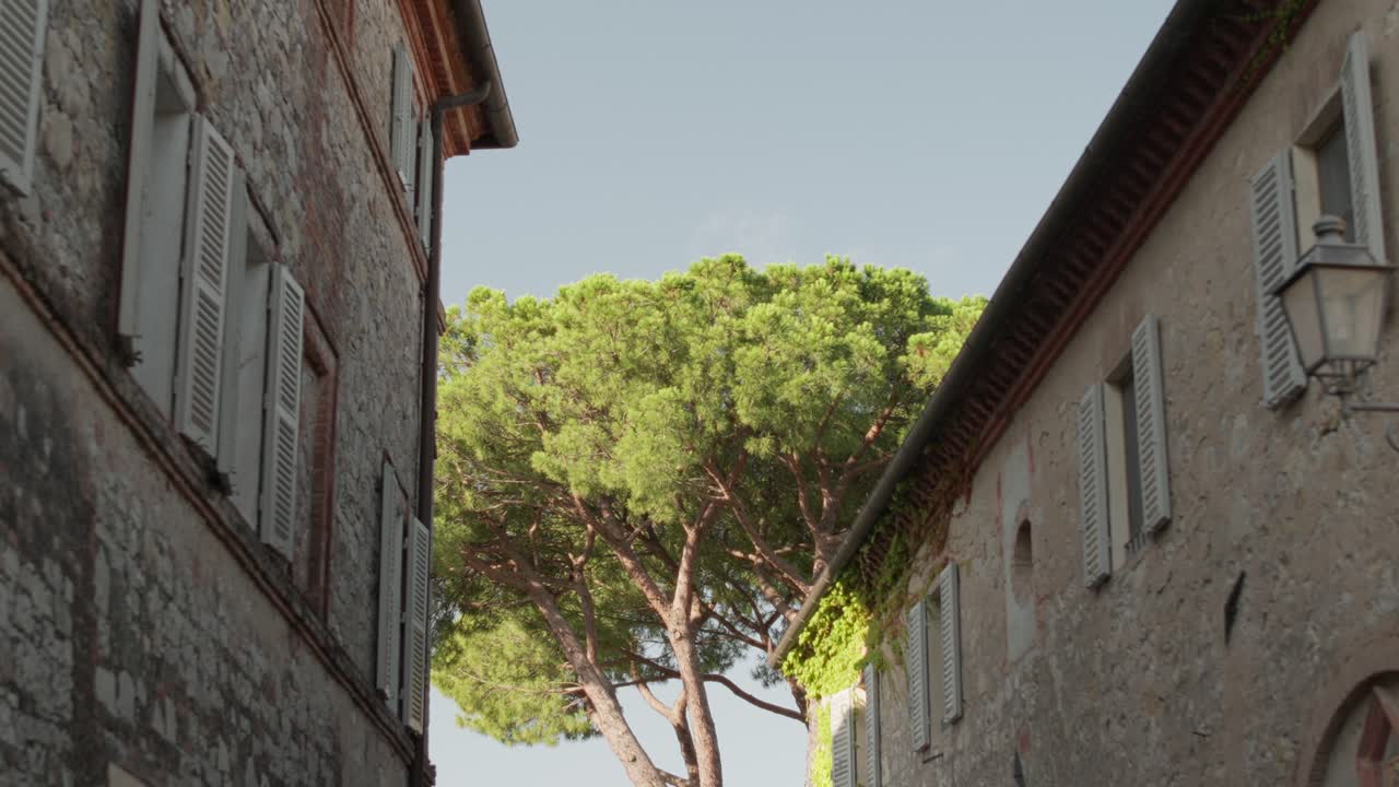 An Umbrella Pine tree takes in the morning sun in a Tuscan village.