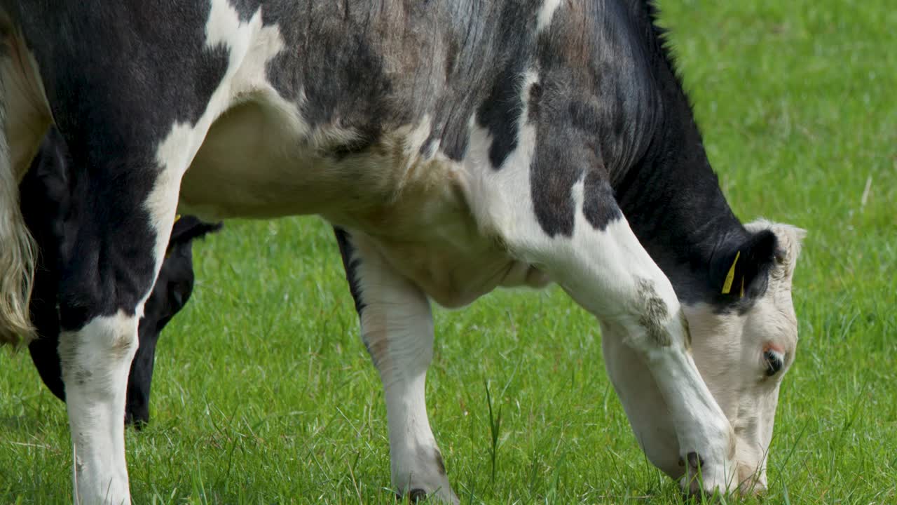 Cow calmly grazing on lush green pasture, natural daylight, steady medium shot, rural Highlands setting