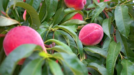 turning view of red ripe peaches hanging on a tree