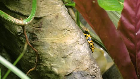 medium shot of yellow-banded poison dart frog on tree