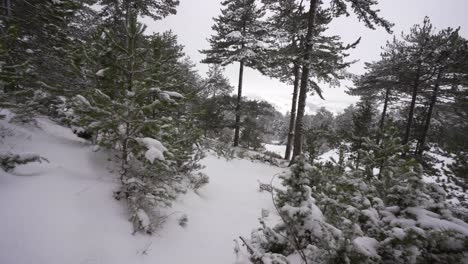 wild forest with pine trees covered in white snow at winter, mountain landscape on a cold day