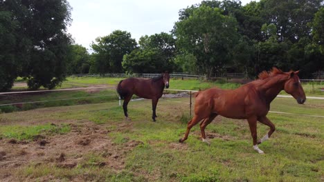 Two-brown-horsed-trotting-around-the-boundary-of-a-green-paddock-with-stabling-and-shed-in-the-background