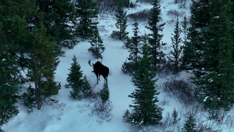 Raras-Montañas-Rocosas-De-Colorado-País-Alto-Avistamiento-De-Alces-Aéreo-Cinematográfico-Drone-Profundo-En-Polvo-Pino-De-Travesía-Denver-Rango-Frontal-Colligate-Picos-Vail-Breck-álamo-Temblón-Telururo-Seguir-Círculo-Movimiento-A-La-Izquierda