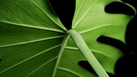 large monstera leaf against the black background. closeup