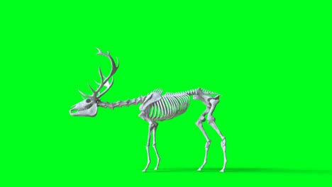 skeleton deer animation on green screen. isolate. realistic 4k animation.