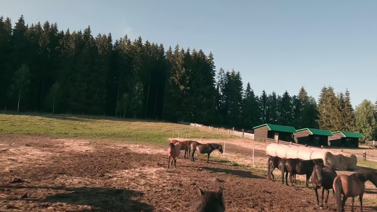 volando rápido hacia una manada de caballos pony hucul descansando y pastando en un pasto en sihla, eslovaquia central, europa central
