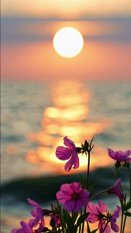 a serene sunset video with a low-angle view of vibrant pink flowers video. live mobile wallpaper