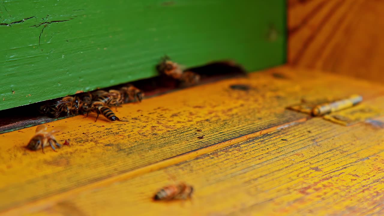 Primo piano di api mellifere che entrano nell'ingresso di un'arnia di legno. Insetti impollinatori attivi che tornano all'alveare con il polline, mostrando un comportamento naturale nell'ambiente dell'apicoltura e dell'agricoltura.