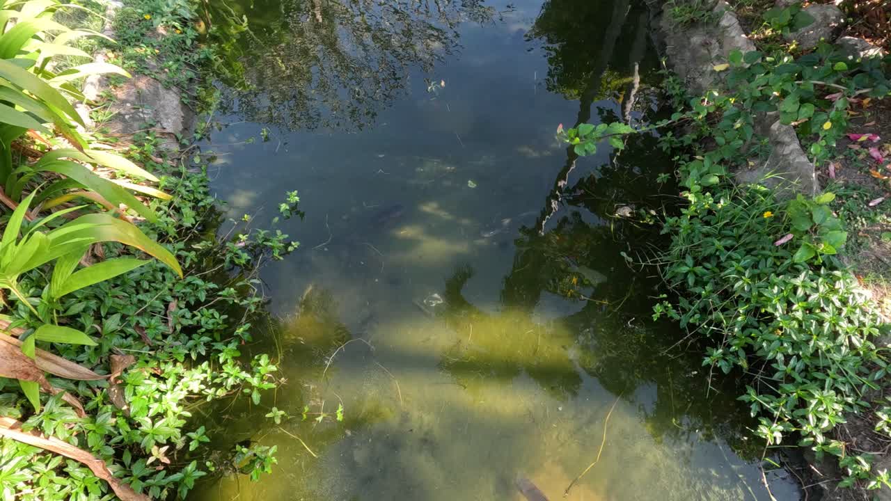 조용하고 빛이 비치는 연못에서 수영하는 물고기.