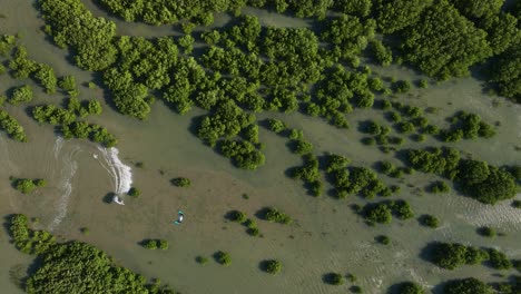 aerial top down shot of kiteboarder surfing between mangrove plants in brazil during sunny day