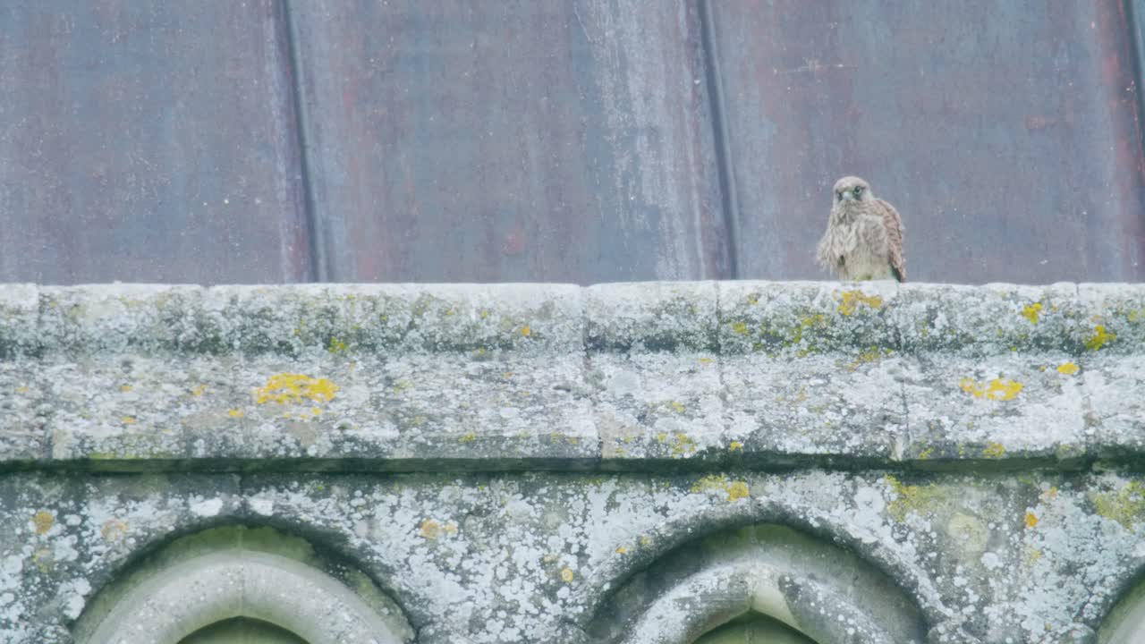 Gheppio comune selvatico appollaiato sul tetto di una chiesa storica nel Wiltshire, Inghilterra, che mostra il comportamento della fauna selvatica urbana.