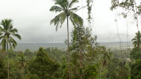 Tropische-Reben-Und-Bäume-Im-Dschungel.-Slider-Seitenaufnahme-üppiger-Tropischer-Vegetation-Im-Wilden-Regenwald-Auf-Bali