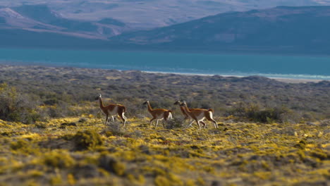 several animals run across a plain