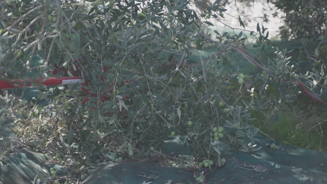 сбор оливок с помощью механической уборочной машины для стряхивания свежих оливок с растения