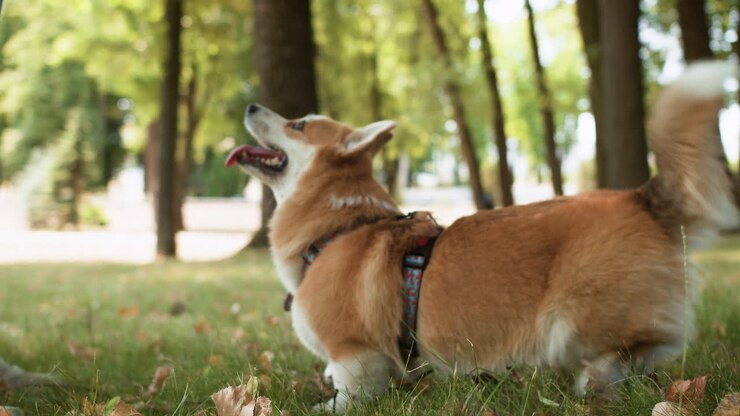 Happy corgi dog at the park