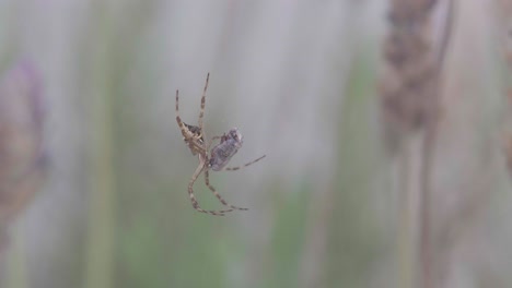 close-up of a silver argiope spider sitting on the web with prey among lavender plants