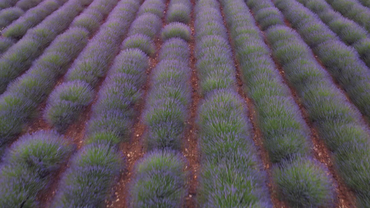 cultivo agrícola de campo de lavanda en valensole