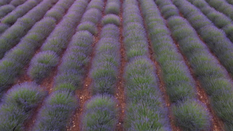 Lavender-field-agriculture-cultivation-in-Valensole