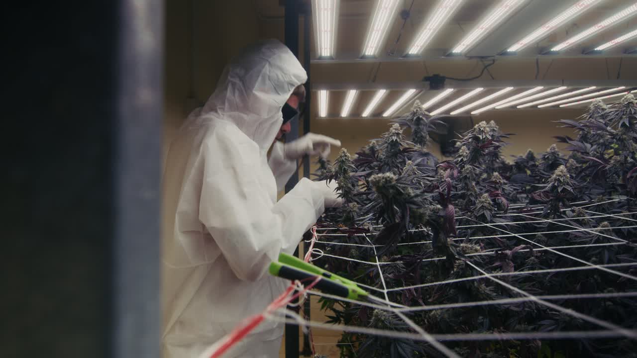 Cannabis Grow Operation