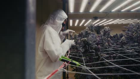 cannabis grow operation