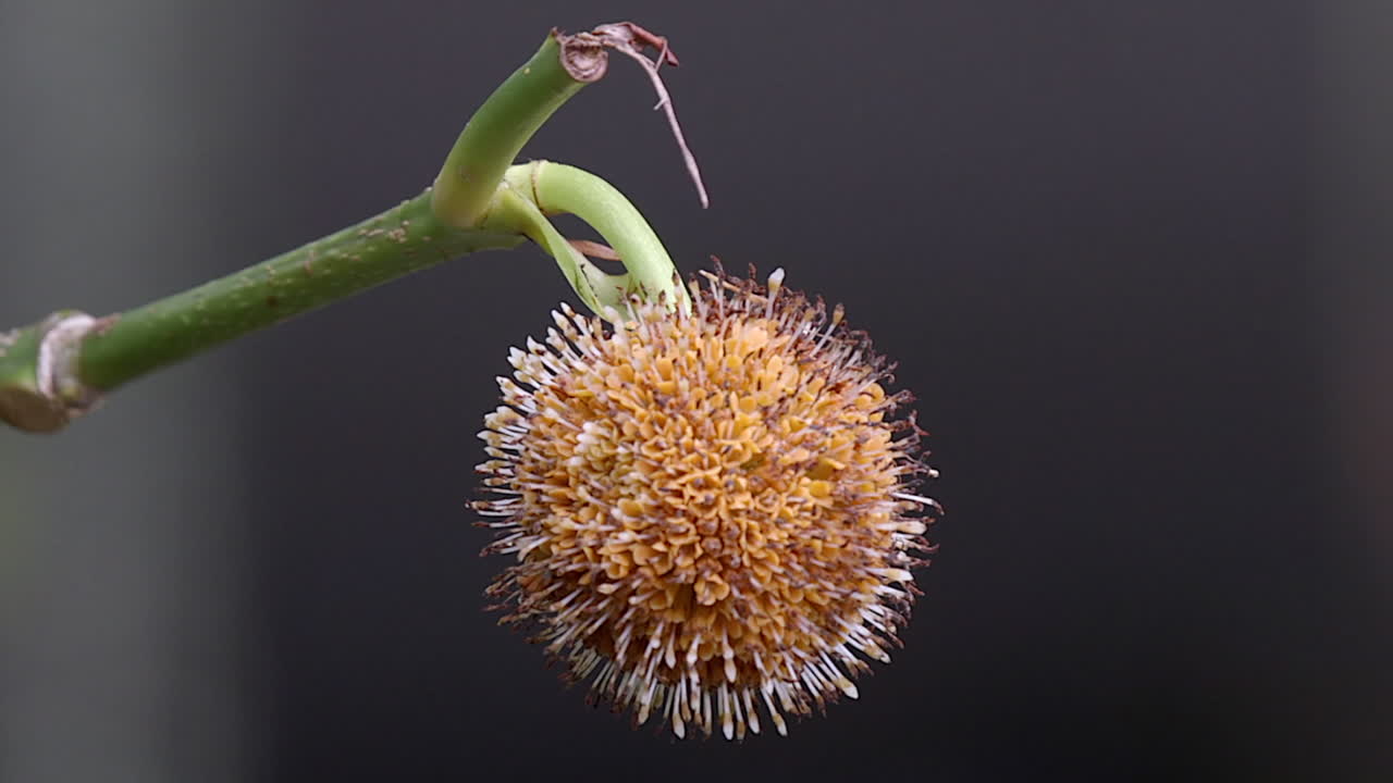 어두운 배경으로 줄기에 연결된 노란색 나우클레아 꽃 - 클로즈업 샷