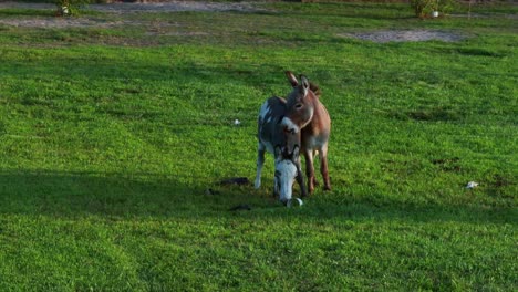 A-low-angle-shot-of-miniature-donkeys-on-a-farm-in-Delaware-on-a-sunny-day