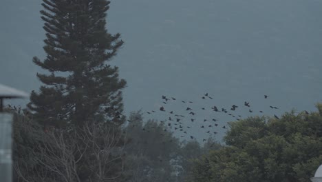 Große-Gruppe-Von-Vögeln,-Die-Während-Des-Sonnenuntergangs-In-Zeitlupe-4k-Von-Einem-Baum-Fliegen