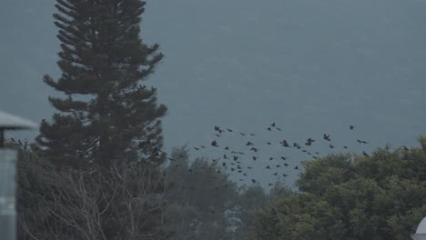 big group of birds flying off a tree during sunset in slow-motion 4k