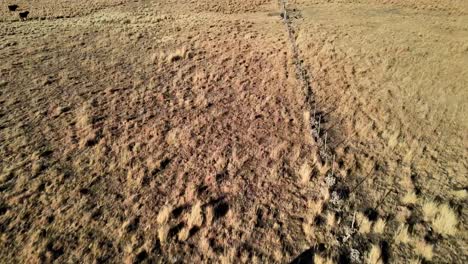 Isolated-cattle-grazing-alongside-a-weathered-boundary-fence-in-the-arid-farmland,-capturing-the-rustic,-rural,-and-desolate-countryside-scenery-from-the-drone