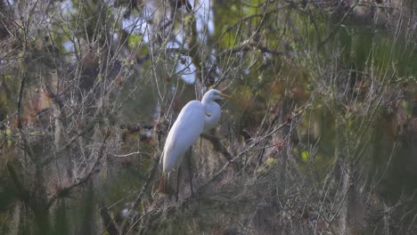 great egret sitting in green foliage in florida swamp