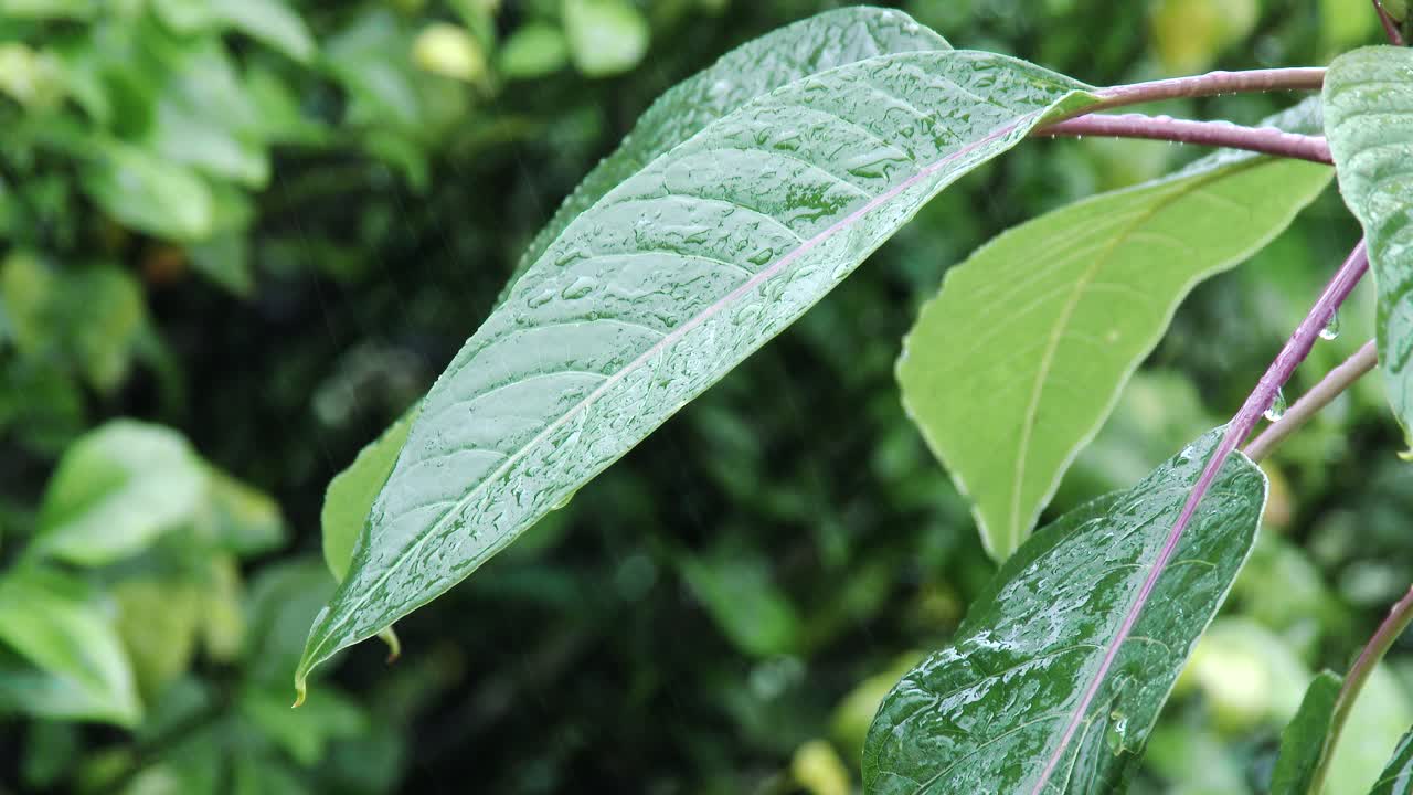 gotas de lluvia que caen de hojas verdes en la jungla, cierran