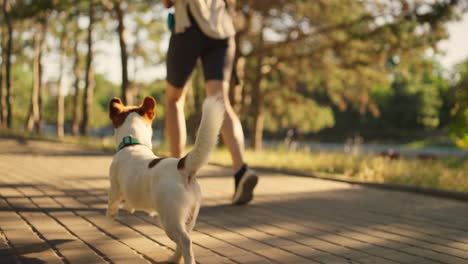 a dog running on a path in the park with its owner