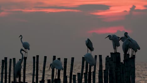 The-Great-Egret,-also-known-as-the-Common-Egret-or-the-Large-Egret